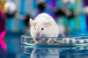 Souris blanche