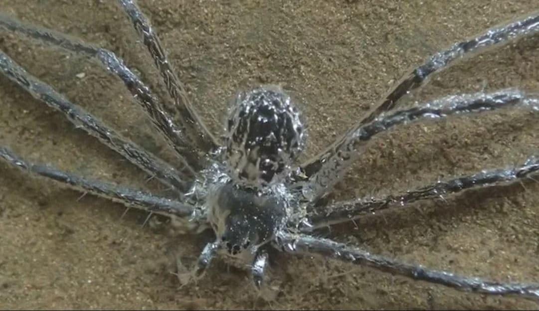 Trechalea extensa sous l'eau