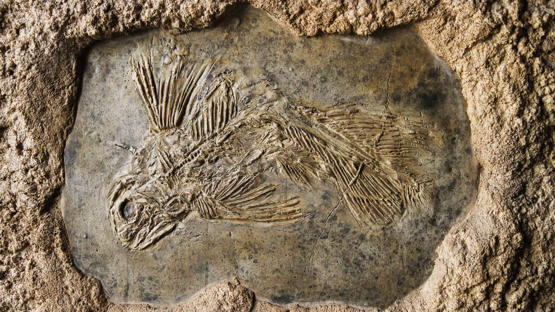 fossile-poisson