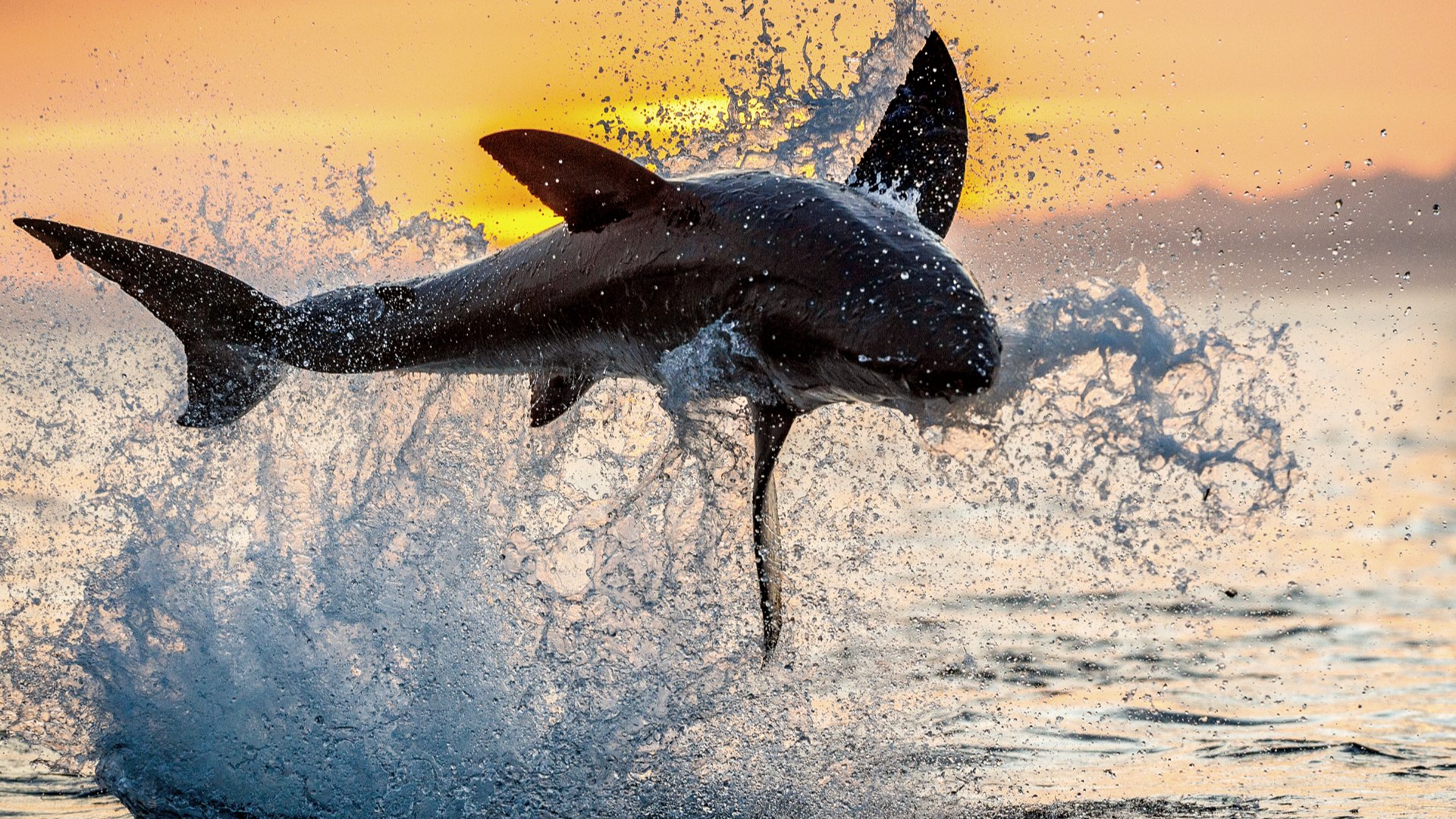 Un requin blanc saute hors de l'eau.