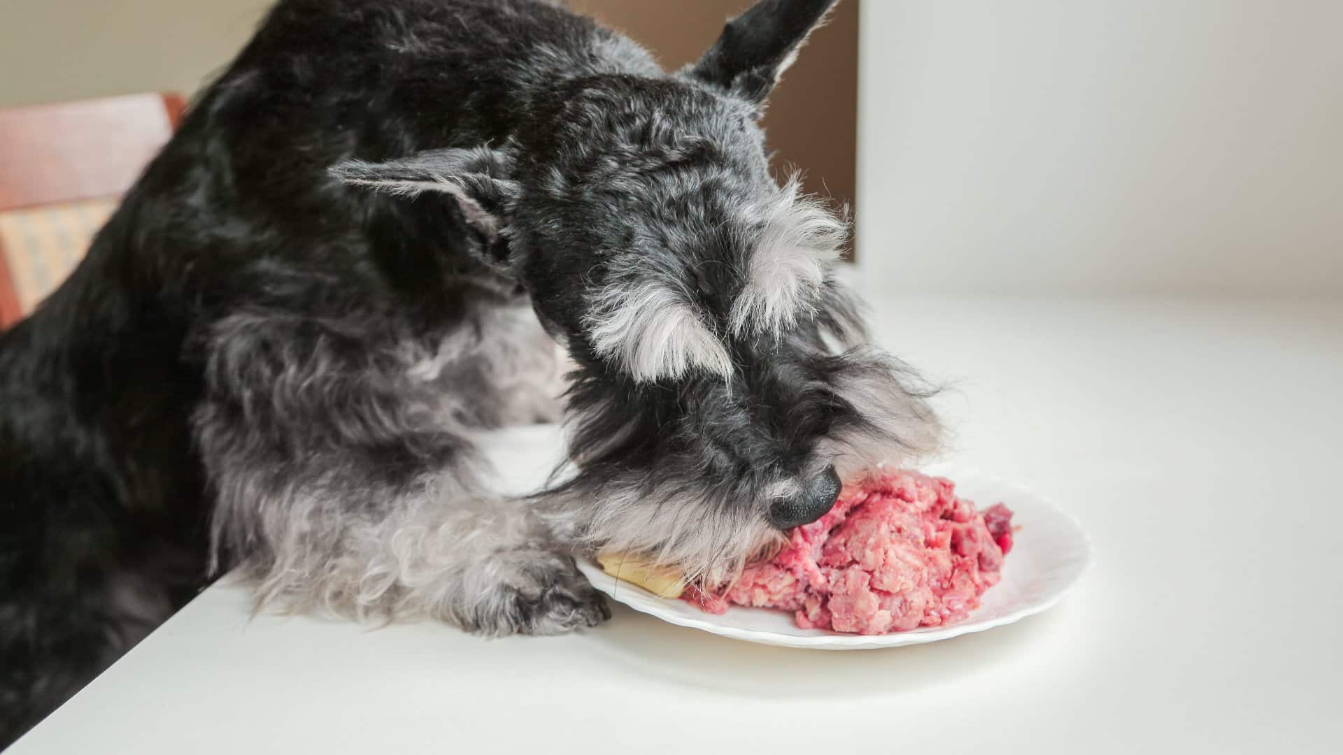 Un chien mangeant de la viande crue