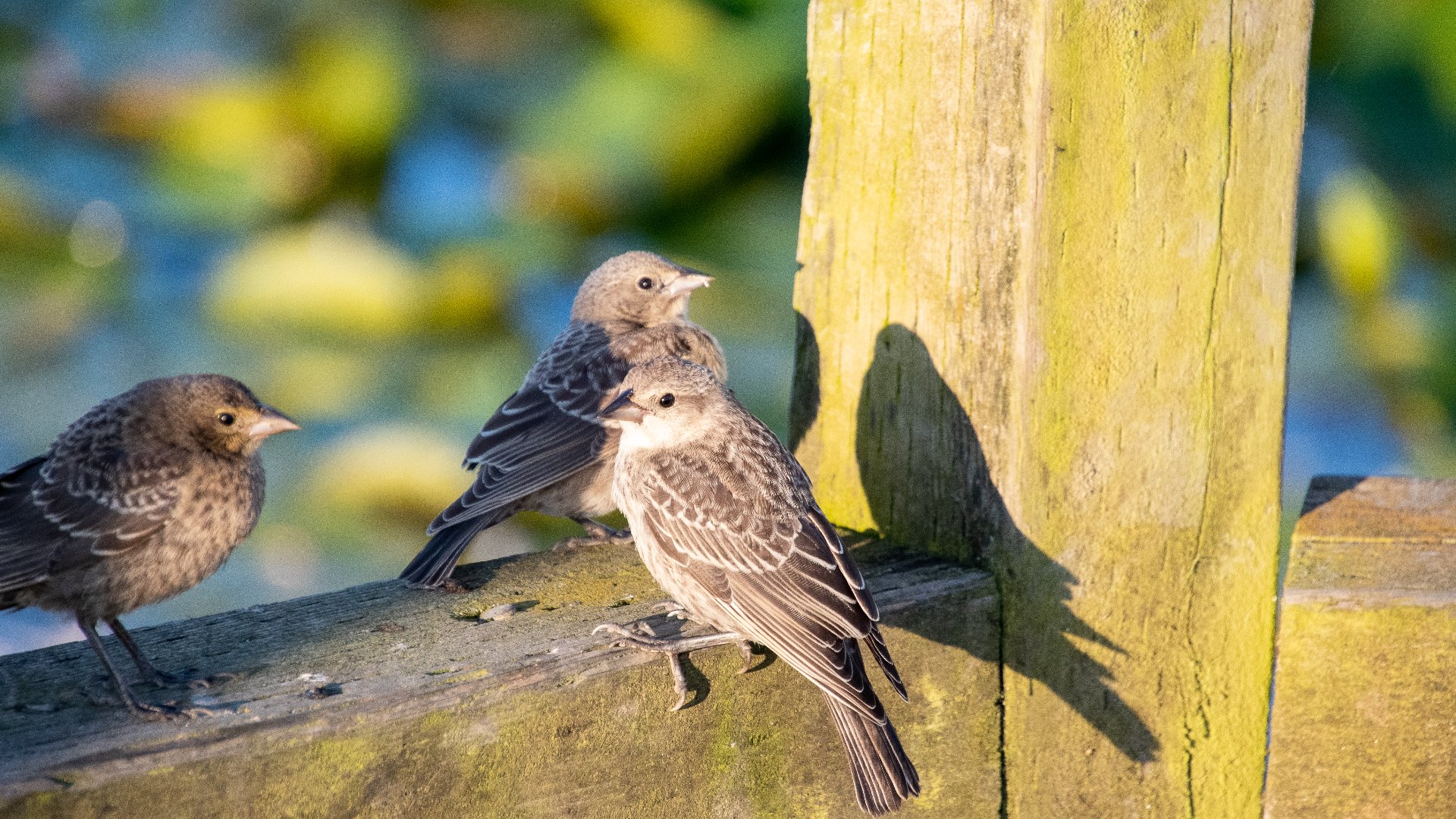 Des poussins des vachers