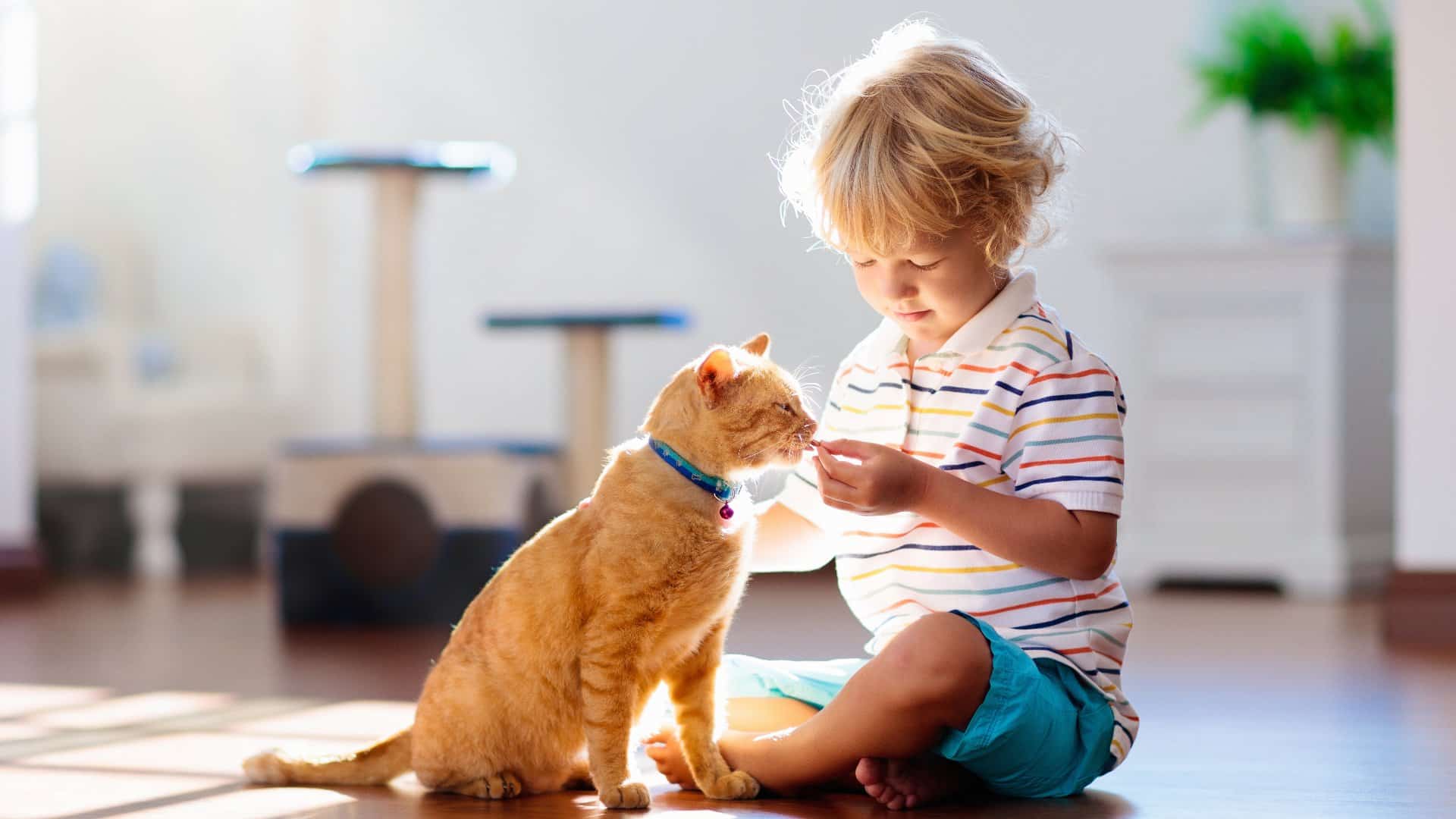 Un enfant jouant avec un chat