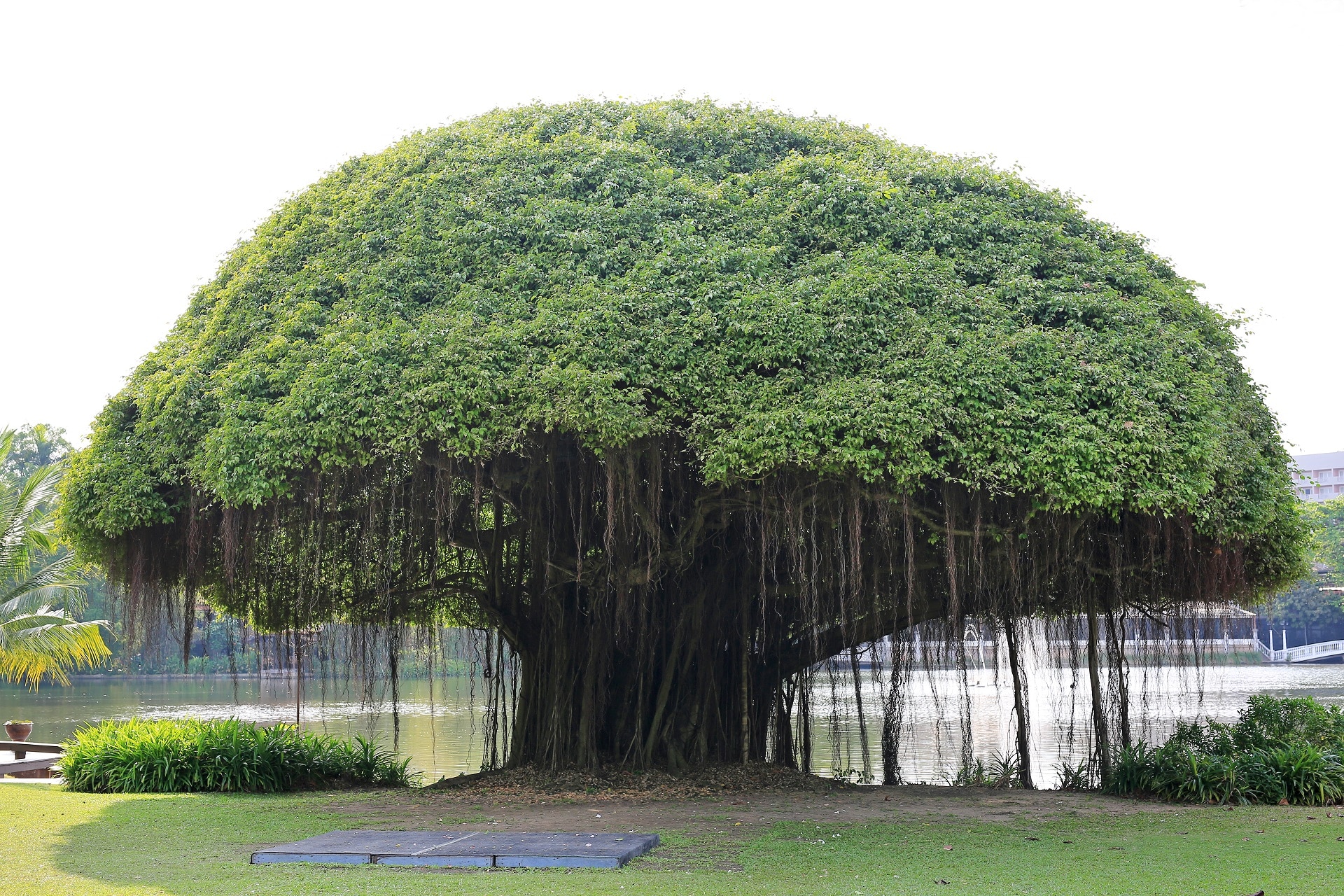 Les arbres racontent l’histoire des bombardements de rayons cosmiques