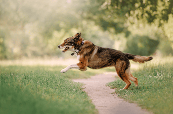 traqueur_gps_animaux_meilleurs_top_2022