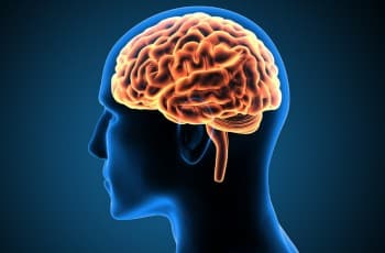 Un dispositif stocke les informations à la manière du cerveau