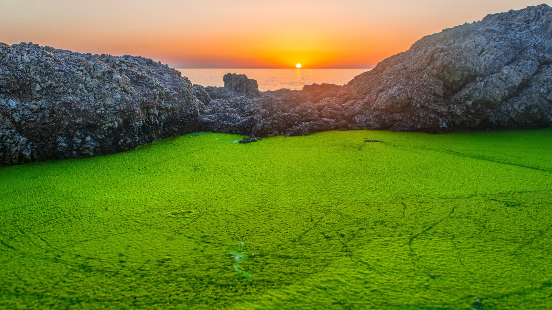 Un étang rempli d'algues vertes au coucher du soleil.