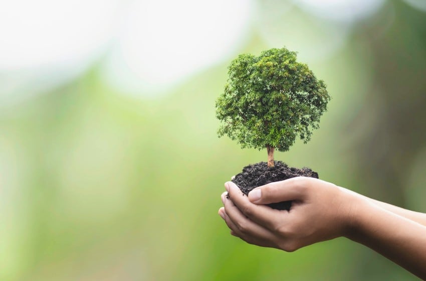 La restauration écologique aiderait à réparer les dégâts causés par l’agriculture
