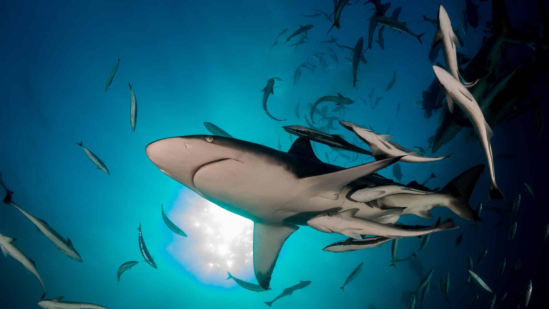 Des requins nagent tranquillement dans une eau cristalline.
