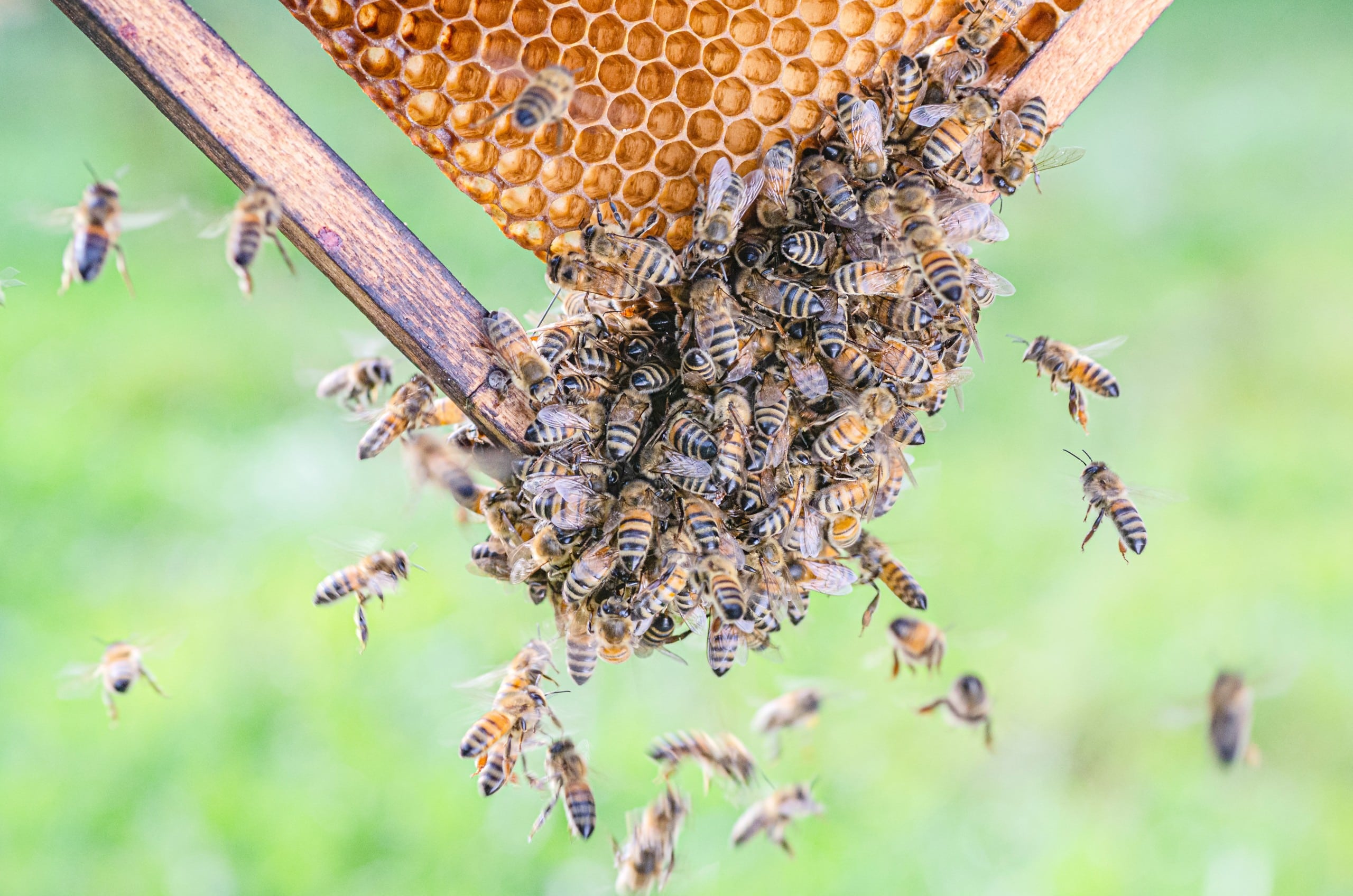 Une colonie d'abeilles autour d'un rucher.