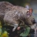 Un rat géant d'Afrique qui cherche à manger dans un jardin.