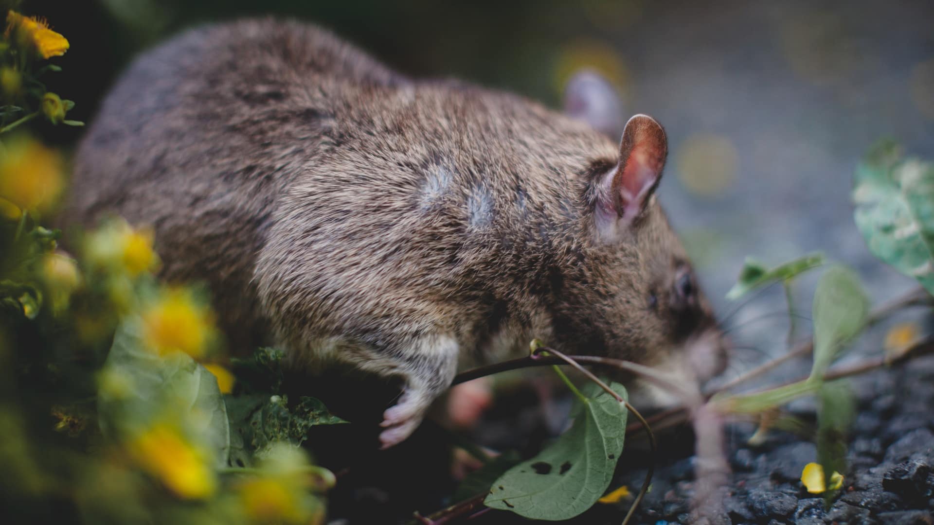 Un rat géant d'Afrique qui cherche à manger dans un jardin.