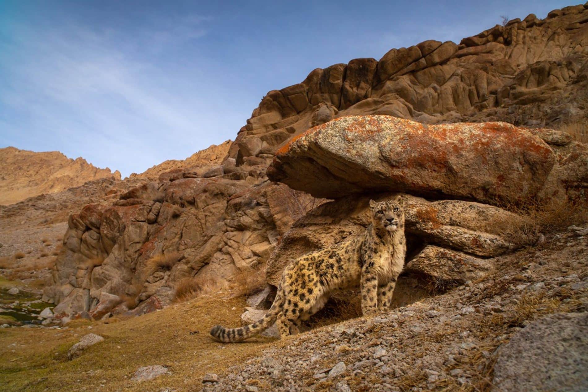 India’s-Wild-Leopards