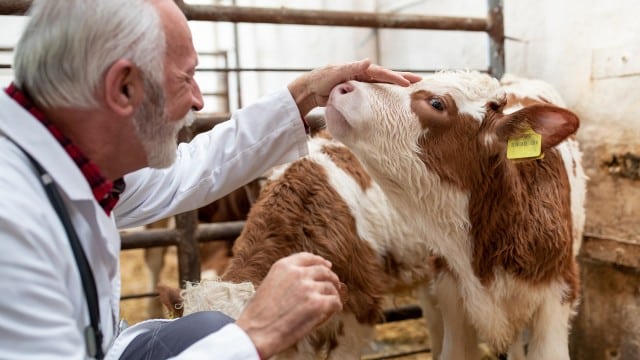 Un vétérinaire examine un veau dans une étable.