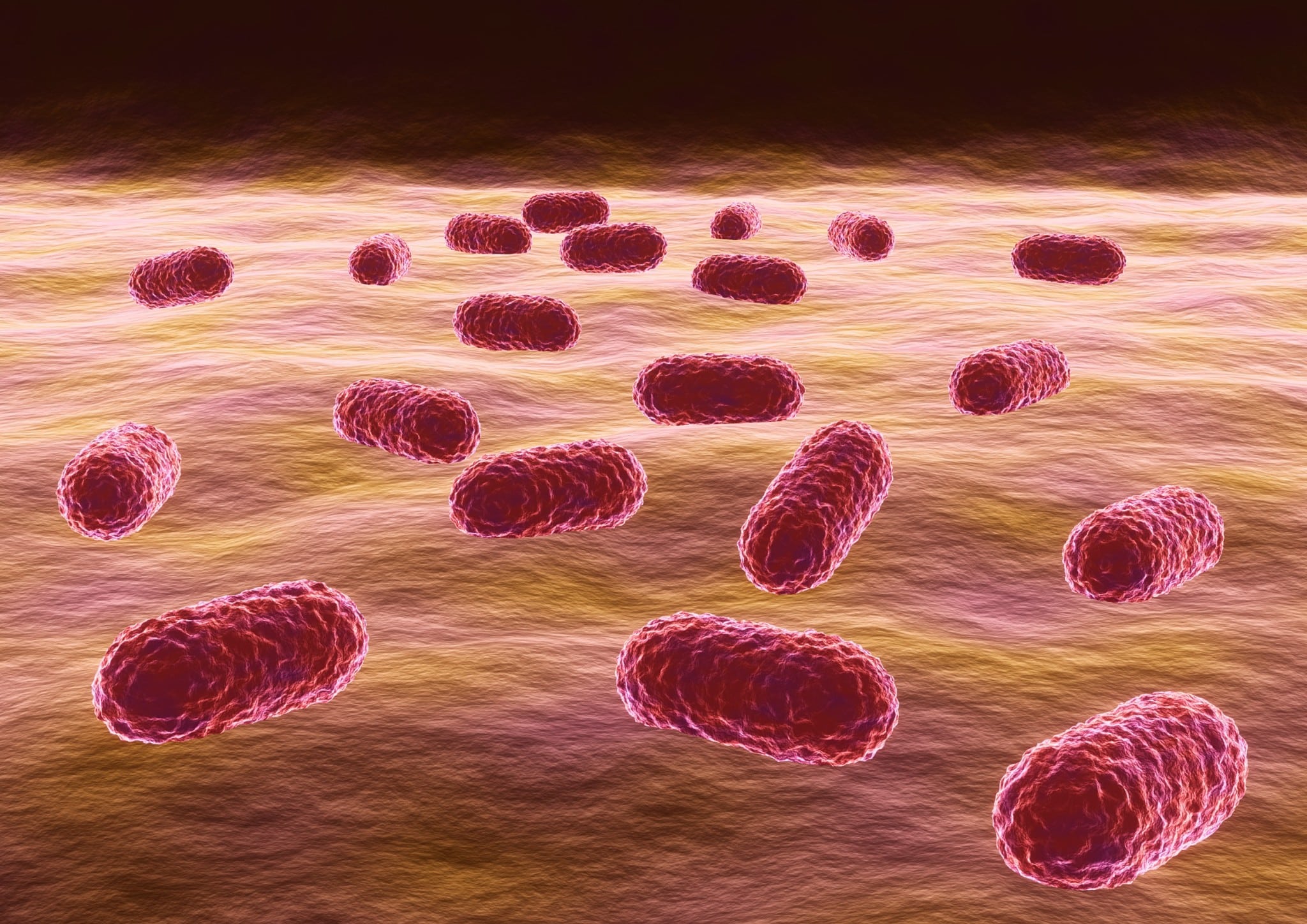 Acinetobacter baumannii