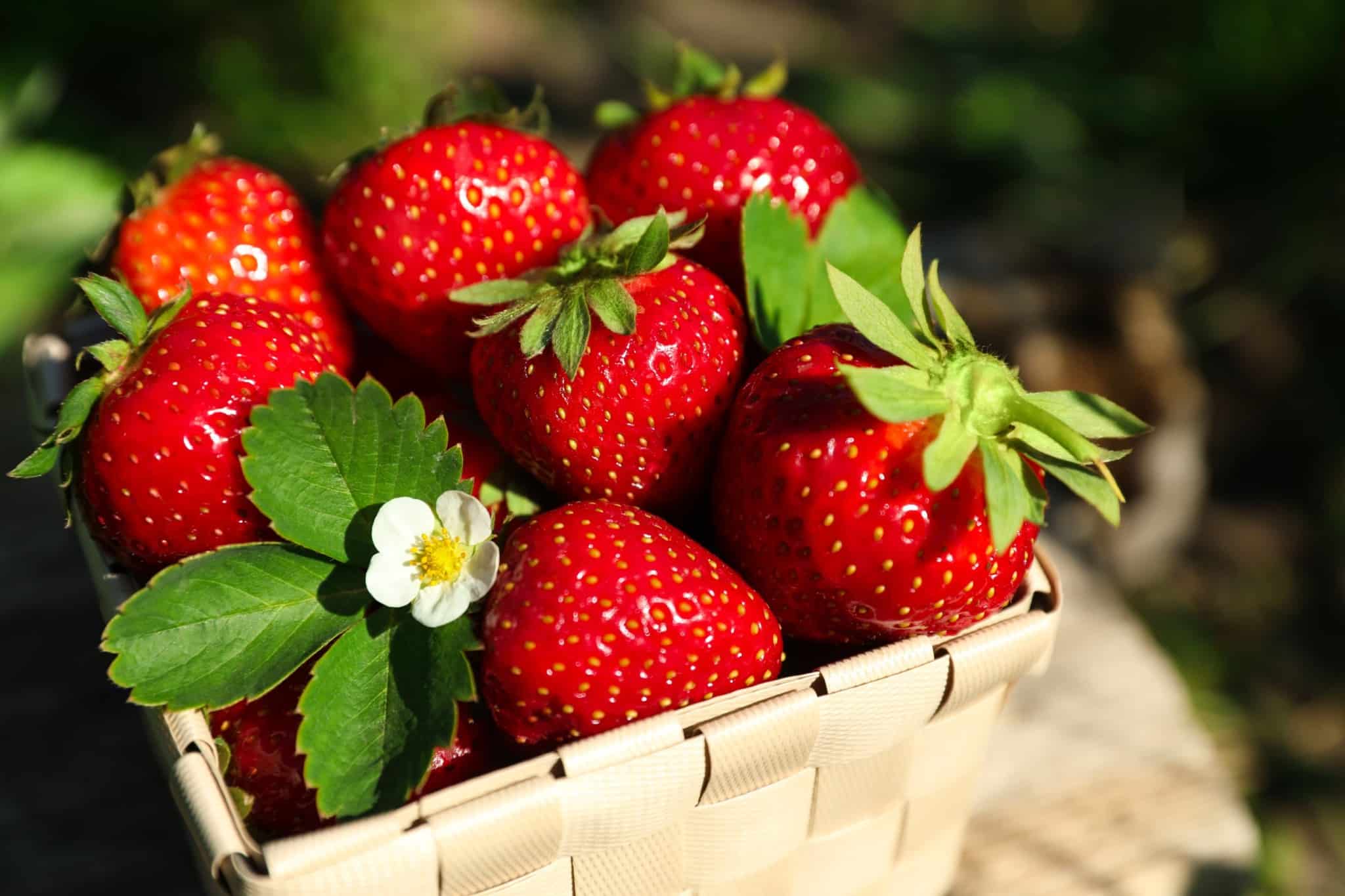 Fraises