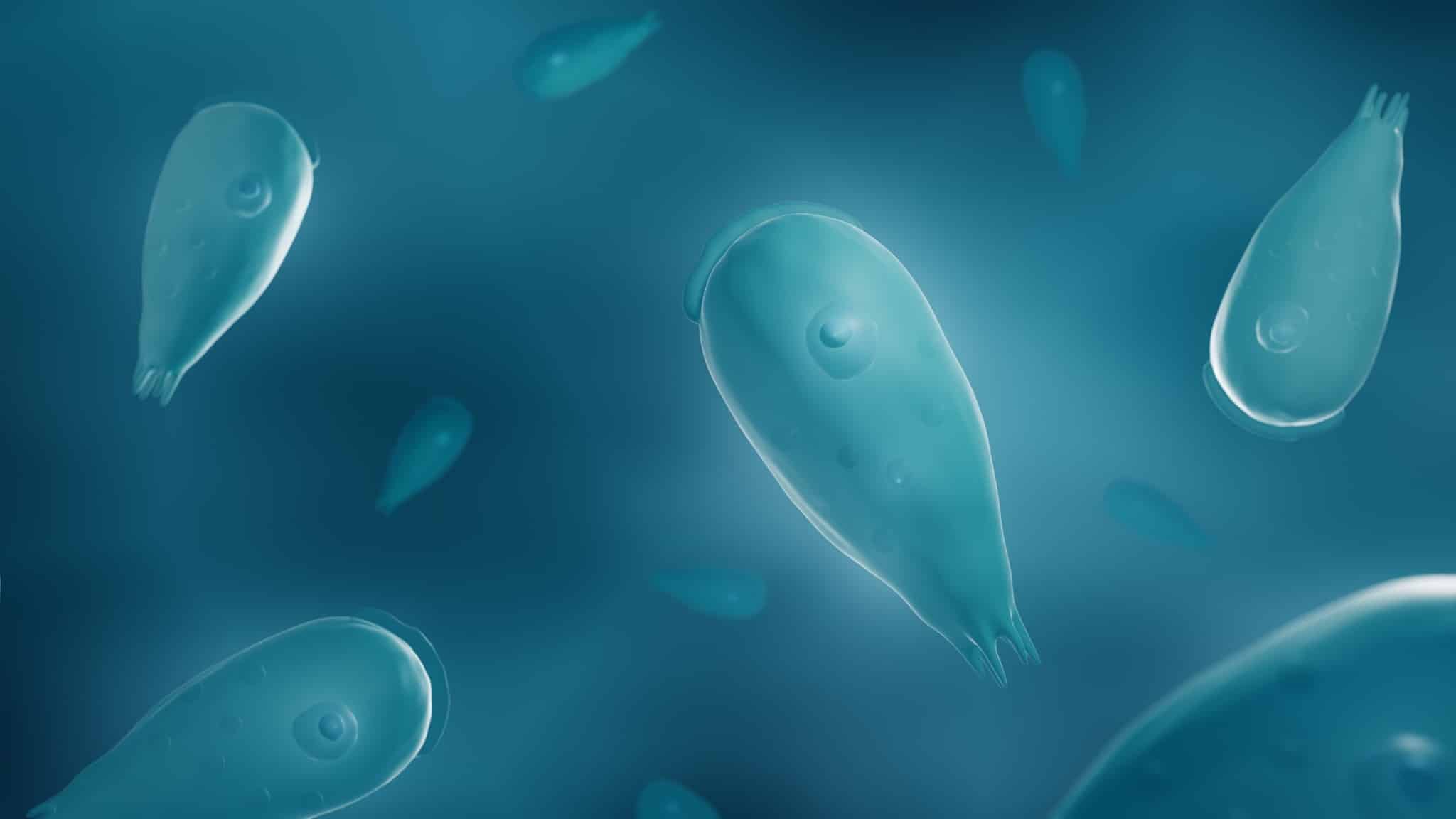 Naegleria, amibes mangeuses de cerveau