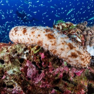 Concombre de mer