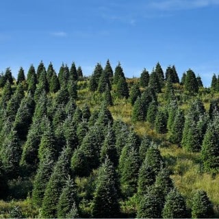 Des sapins modifiés